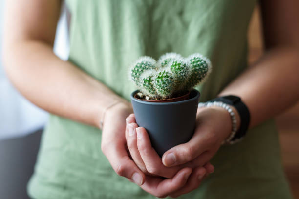istock Young woman with a small green cactus in her hands 1267118399