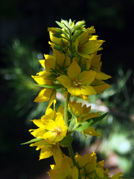 istock Summer nature, close-up on a blurred green background. 1267119392
