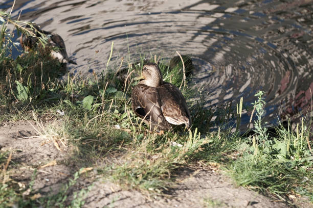 istock Wild ducks feed on a city lake 1267119691