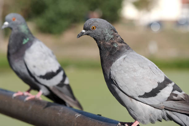 istock Urban wild pigeons 1267119737