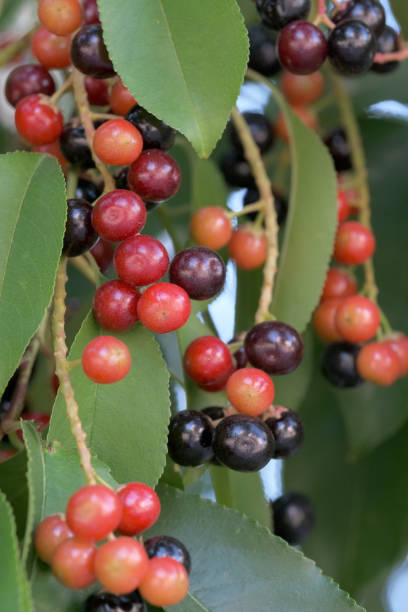 istock Berries of common bird cherry 1267119758