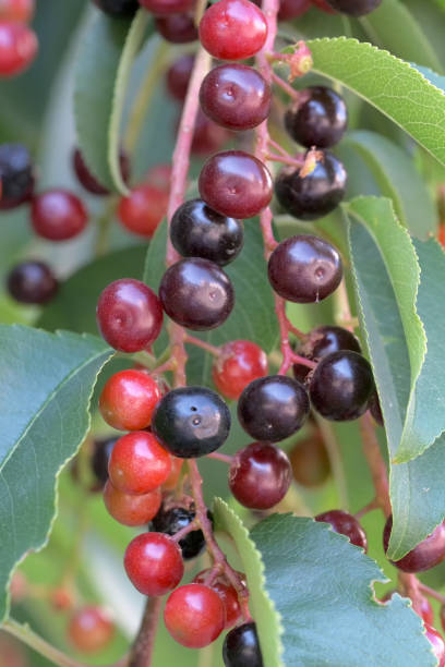 istock Berries of common bird cherry 1267119781