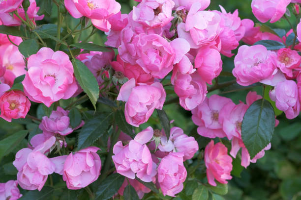 istock Garden pink rose 1267119798