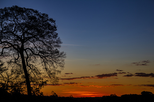 Tree in backlight and sunset.