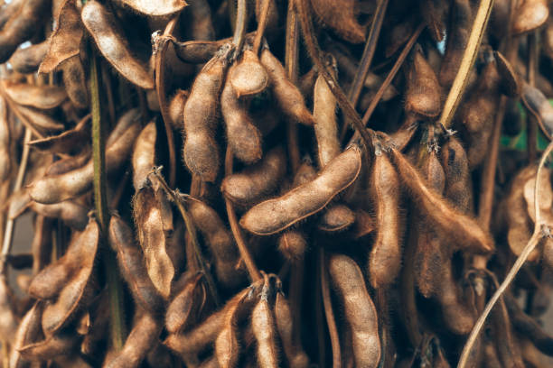 istock Harvested soybean straws and pods bundled and stacked 1267121238