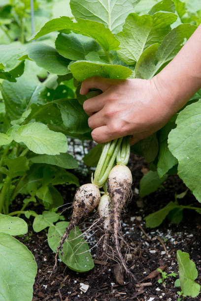istock Vegetable garden in Canada- Harvesting white raddish 1267122816