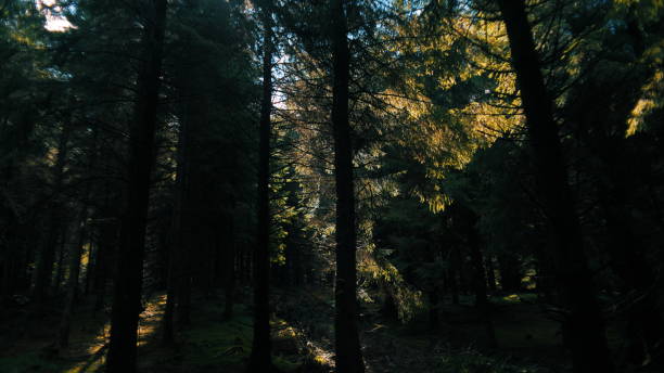 istock Glenbarrow forest, light trying go through, Ireland, Laois 1267124348