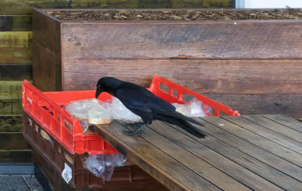 Photo of Australian black raven standing on wooden table and eating bread from red container.