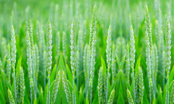 istock Yellow grain ready for harvest growing in a farm field 1267124927