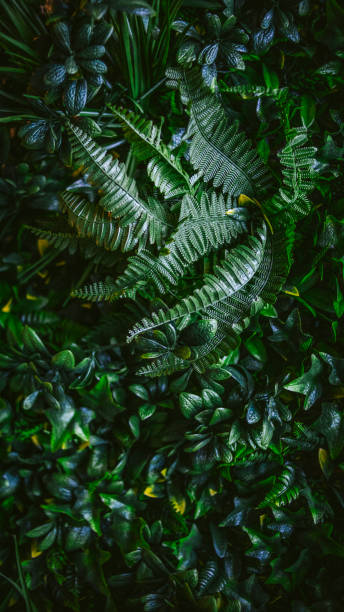 istock Green leaves as a background - A wall of leaves - 1267125529