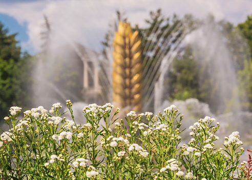 White flowers on  background of  jets of  fountain in the park