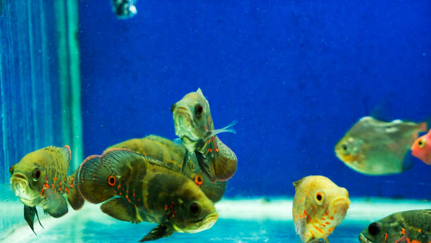 istock multi colored fish of different breeds swims in the aquarium 1267126812