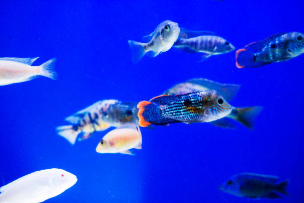 istock multi colored fish of different breeds swims in the aquarium 1267126824