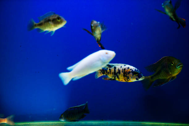 istock multi colored fish of different breeds swims in the aquarium 1267126865