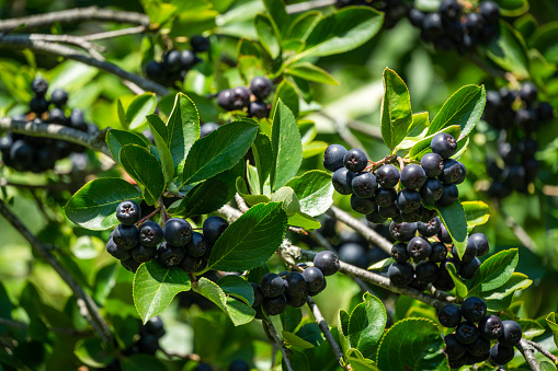 Black Chokeberry (Aronia melanocarpa) with dark purple black fruit. Close-up of Black Chokeberry berries with fresh leaves on blurred green background. Nature background concept. Place for your text