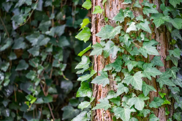 Photo of Close-up green English ivy (Hedera helix, European ivy) on pine trunk. Original texture of natural greenery. Background of elegant green leaves. Nature concept for design.  Selective focus