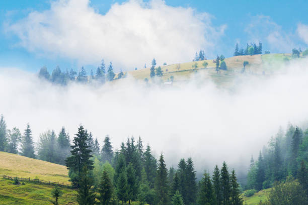 istock Scenic view of summer landscape with pine trees in white fluffy clouds. 1267129201