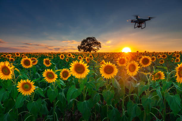 istock Flying drone and sunflower wheat field 1267130538
