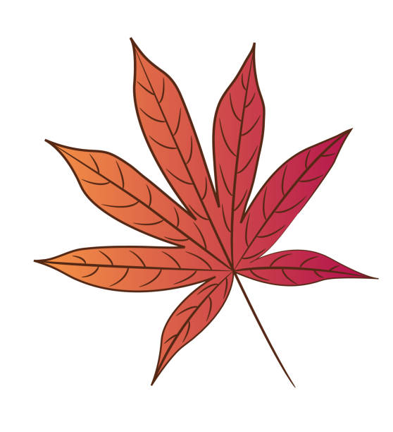 bloodgood japoński liść klonu. odizolowane na białym tle. - japanese maple maple tree leaf backgrounds stock illustrations
