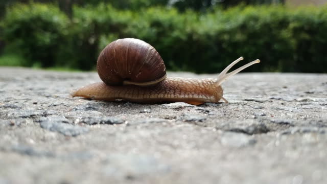 A large brown beautiful grape snail crosses an asphalt road. Slow motion of a snail. Time flow. Defocus. Greenery in the background