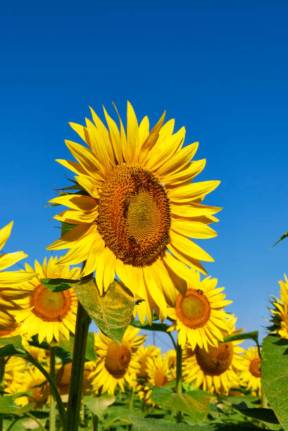 istock Helianthus annuus in bloom 1267132897