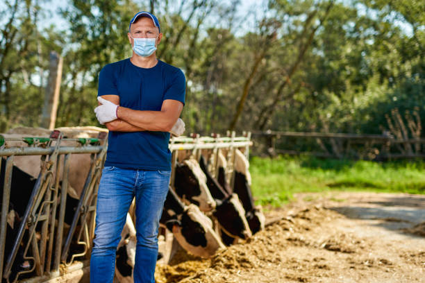 landwirt ist arbeiter in maske virusschutz auf dem bauernhof mit milchkühen. - post horn stock-fotos und bilder