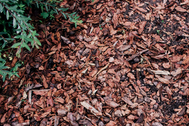 istock Abstract the bark of trees 1267134208