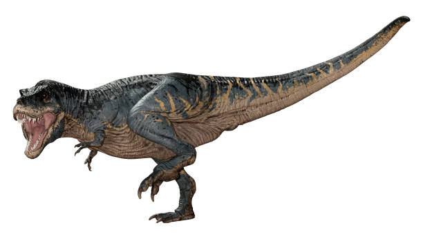 istock 3D illustration Tyrannosaurus Rex on white 1267137342