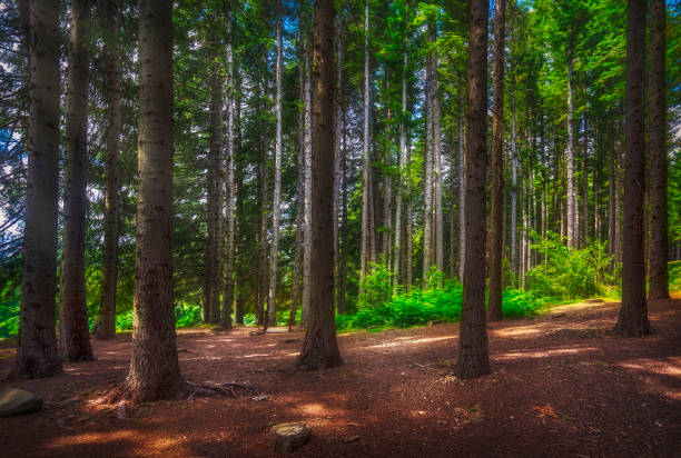 Mountain path inside a silver fir forest in Orecchiella natural park. Apennines in Garfagnana, Tuscany, Italy. Europe