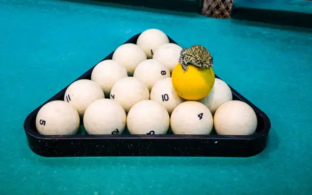 Photo of spotted green frog on  pool table with old dirty billiard balls and shabby dusty green cloth. the concept of foul play, toad of greed and meanness in the game of billiards.