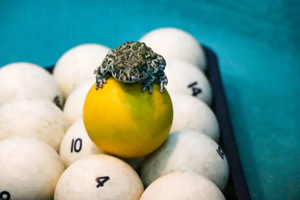 Photo of spotted green frog on  pool table with old dirty billiard balls and shabby dusty green cloth. the concept of foul play, toad of greed and meanness in the game of billiards.