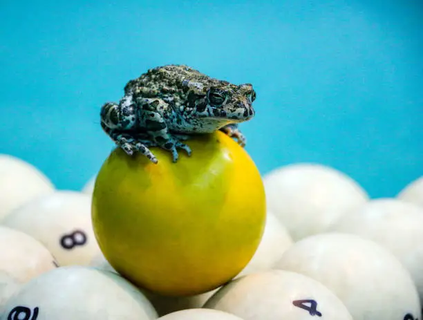 Photo of spotted green frog on  pool table with old dirty billiard balls and shabby dusty green cloth. the concept of foul play, toad of greed and meanness in the game of billiards.