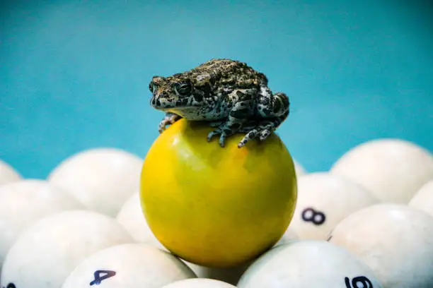 Photo of spotted green frog on  pool table with old dirty billiard balls and shabby dusty green cloth. the concept of foul play, toad of greed and meanness in the game of billiards.