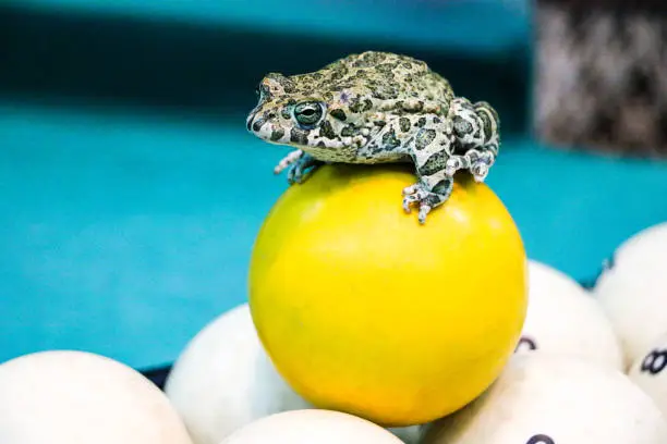 Photo of spotted green frog on  pool table with old dirty billiard balls and shabby dusty green cloth. the concept of foul play, toad of greed and meanness in the game of billiards.