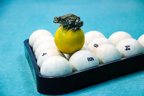 Photo of spotted green frog on  pool table with old dirty billiard balls and shabby dusty green cloth. the concept of foul play, toad of greed and meanness in the game of billiards.