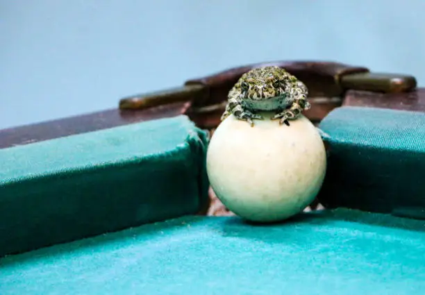 Photo of spotted green frog on  pool table with old dirty billiard balls and shabby dusty green cloth. the concept of foul play, toad of greed and meanness in the game of billiards.