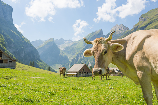 Beautiful natural scenery on a sunny day. Cows roaming free on the grass farmland with high mountains and a barn in the background.