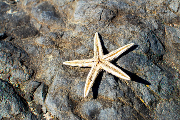 istock Close-up starfish against a stone background. Cute white starfish. 1267140351