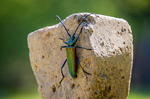 a beetle searches for food near Cosanga, Ecuador