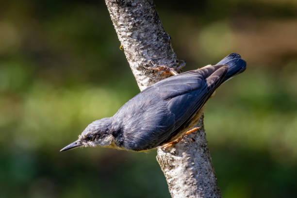istock Eurasian nuthatch or Wood nuthatch (Sitta europaea) on a tree branch 1267140995