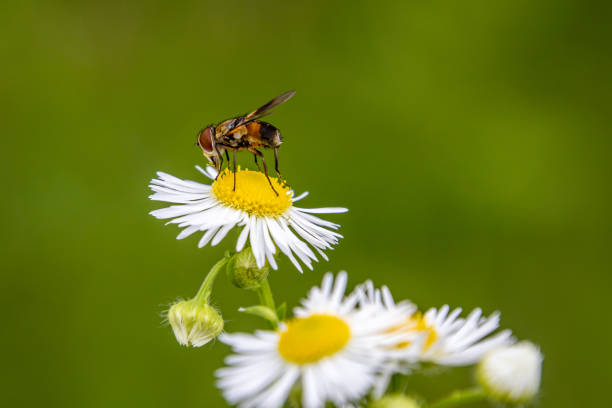 istock Small fly (Ectophasia) on a white flower in the garden 1267141237