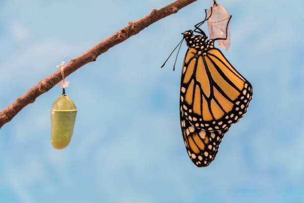 istock Monarch Butterfly emerges from Chrysalis dries wings 1267141264