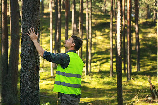 forest engineering and management, renewable resources - forester checking quality of pine tree