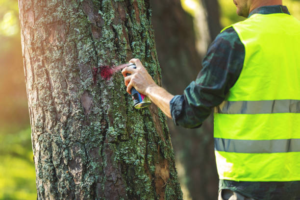 istock logging industry - forestry engineer marking tree trunk with red spray for cutting in deforestation process 1267141576