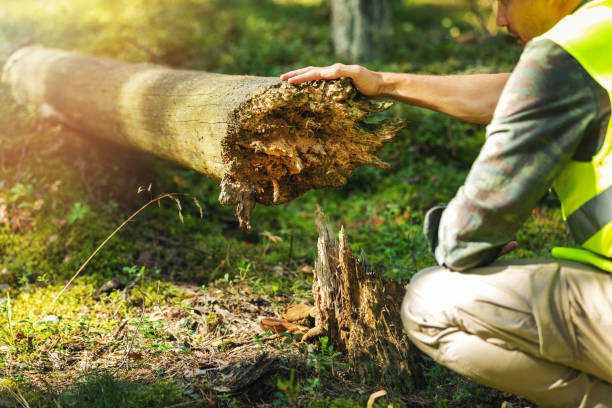 Free Stock Photo of Man Standing on Fallen Tree in Forest | Download ...