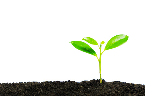 Young plant growth from the forest or seedling that is growing from the soil, idea for business startup concept, with copy space on the left on white background with clipping path.