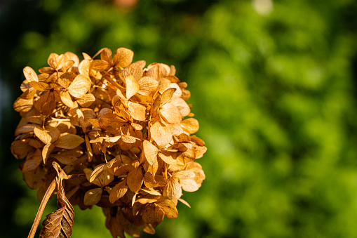 Dried hydrangea flowers on blurred dark green background. Selective focus. Small dry brown petals in huge inflorescences as winter decoration of garden. North Caucasus nature concept for design.