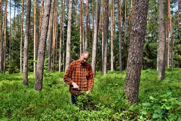istock Picking blueberries with a special comb in the forest 1267144556