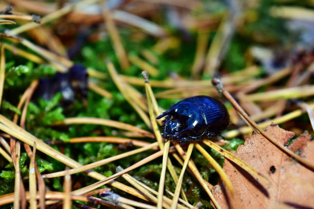 istock Blue-black beetle anoplotrupes stercorosus 1267145907