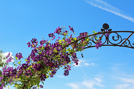 Lilac clematis on blue sky.